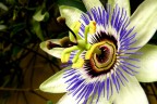 Passiflora 4