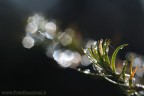 Goccioline di acqua ghiacciate nel freddo mattutino.

Un gioco di messa a fuoco seletteva per un effetto che spero vi piaccia.

Ciao

Gerardo
