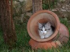 Simpatico rifugio... - gattino Simpatico rifugio... - gattino