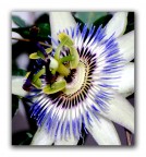 Passiflora