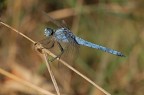 Orthretum brunneum Orthretum brunneum