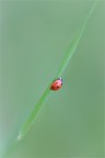 Coccinella