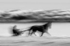 prendo il sulky, il cavallo e vado al mare prendo il sulky, il cavallo e vado al mare