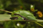 Frog ! Frog !