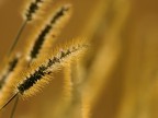 oro d'autunno oro d'autunno