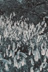 Graminacea 02 Graminacea 02