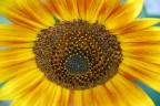 Sunflower Sunflower
