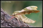 [valter] Falena gigante (Mimas tiliae)