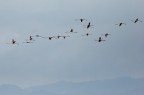 Fenicotteri in volo Fenicotteri in volo