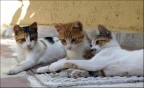 cats cats
