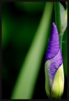os....iris os....iris
