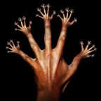 mani mani