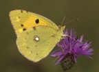 Colias crocea