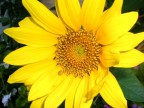sole sole