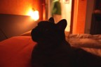 Finalmente........ si dorme! Miao!!!!!!! Finalmente........ si dorme! Miao!!!!!!!