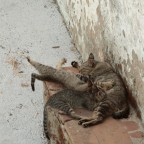 .... gatti .... gatti
