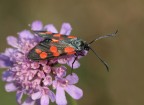 Zygaena filipendula Zygaena filipendula