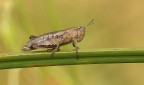 Pezotettiix giornae Pezotettiix giornae