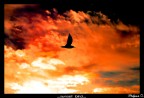 Sunset Bird Sunset Bird