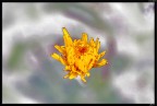 fiore fiore