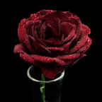 rosa rosa
