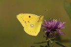 Colias
