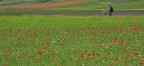 In fiore