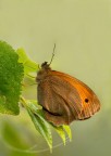 Maniola jurtina Maniola jurtina