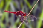 Libellula vestita di rosso