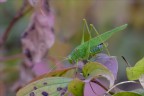 green green