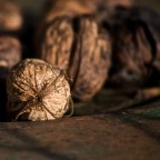 Guscio Autunno Guscio Autunno