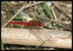 libellula granata