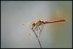 libellula brawn in controluce libellula brawn in controluce