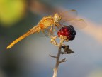 era il tempo delle bionde sulle more era il tempo delle bionde sulle more