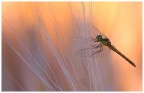Libellula... Libellula...