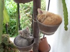 Kittens sleeping... Kittens sleeping...