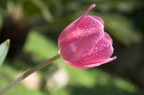 Nel mio giardino Nel mio giardino