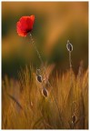 Semplici papaveri....