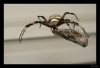 Argiope a pranzo Argiope a pranzo