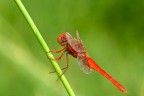 Libellula vestita di rosso 2