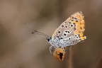 Vissuta Vissuta
