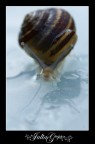 snail3 snail3
