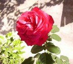 rosa rossa rosa rossa