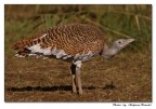 Otarda Otarda