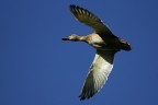 In volo In volo