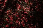 lame di luce su foglie rosse lame di luce su foglie rosse