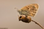 Satyridae Satyridae