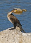 Cormorano Cormorano