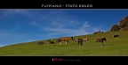 Fuipiano - Stato brado