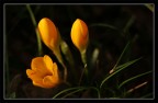 crocus